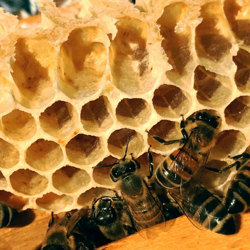 Miel de bruyère blanche de l'Hérault Merit 500g – Image 3